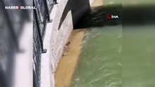 Gümüşhane'de şaşırtan görüntü! Ne olduğu sonradan anlaşıldı