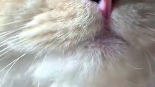 #viral #xuhuong #pet #cat
