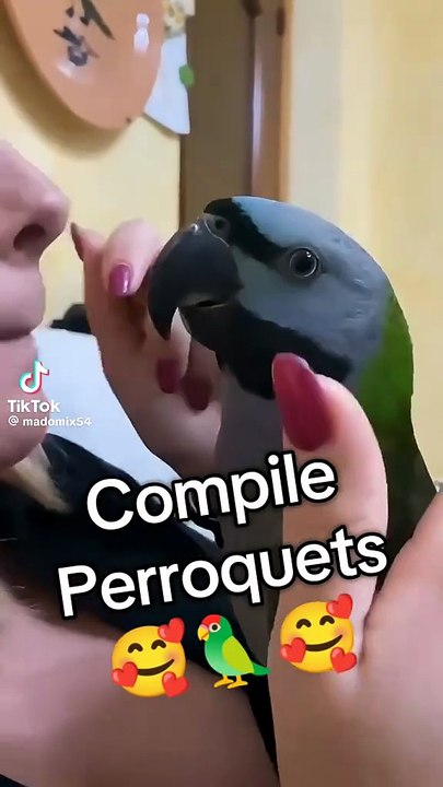 Wie Vögel imitieren können