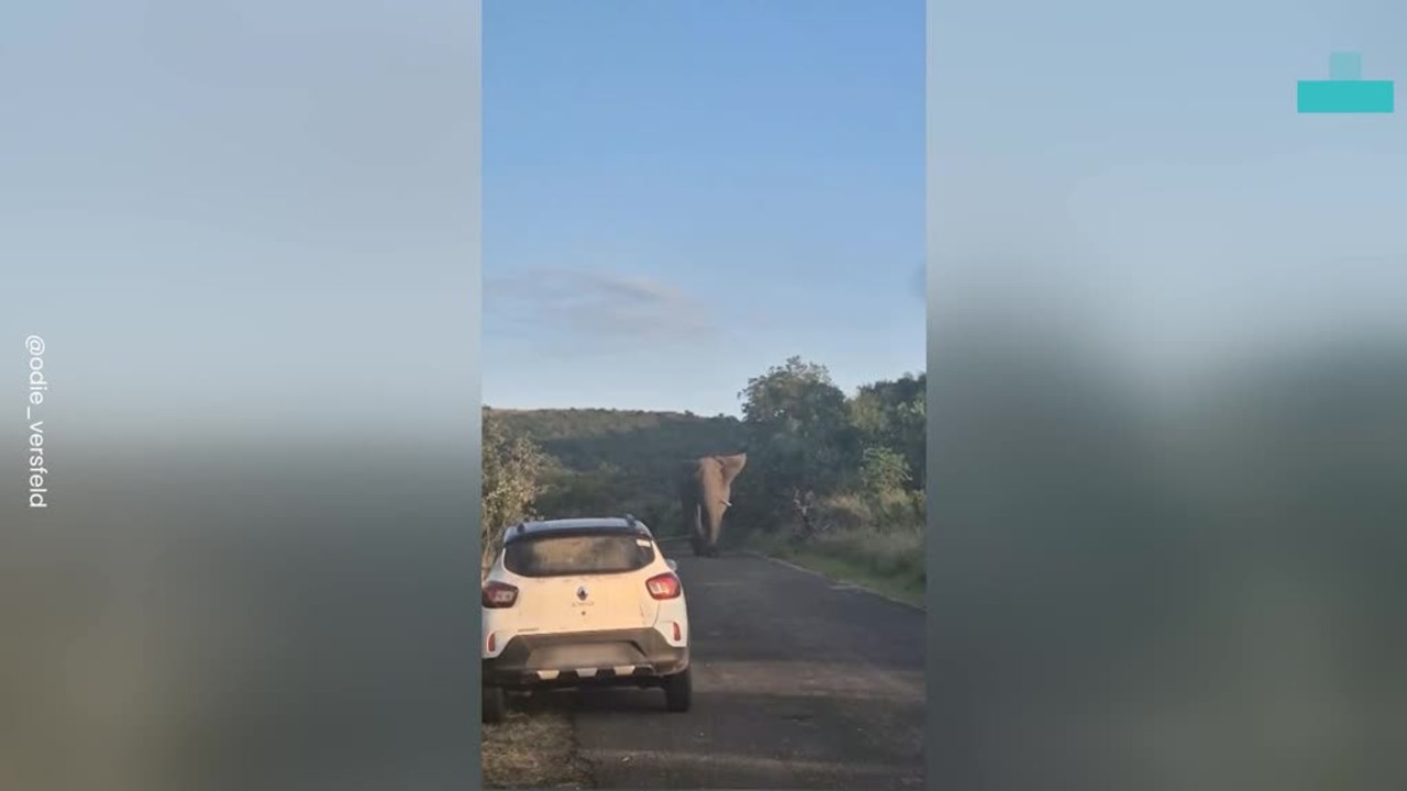 Massive Elephant Heads Straight Towards Car in Close Encounter