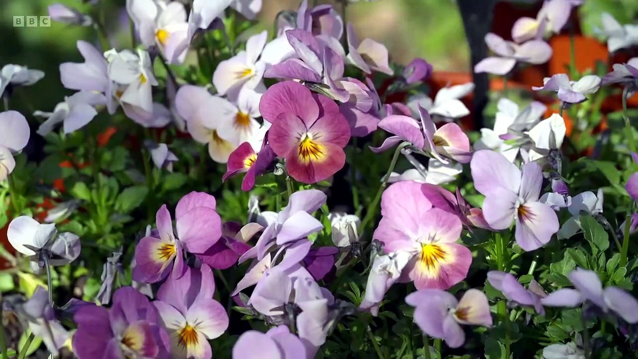 Beechgrove Garden S48E03