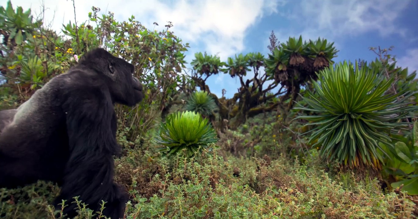 A Gorilla Story Told By David Attenborough 2026