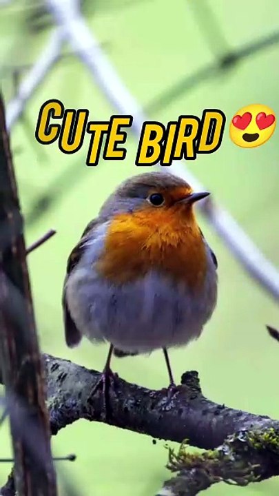 This Tiny Bird Will Melt Your Heart 🐦❤️