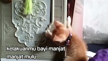 kucing manjat