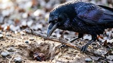 Crow Intelligence Tool Use