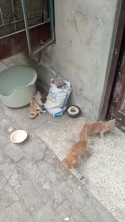 kitties