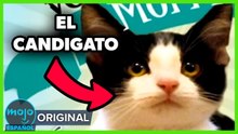 ¡Top 10 Momentos MÁS EXTRAÑOS de la Política Latinoamericana!