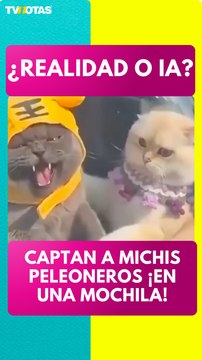 ¡Michis peleoneros! Captan a dos gatitos peleando en una mochila