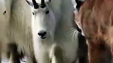 Cougar Attacks Mountain Goat Fights Back and Wins  #animals #wildlife #goats #nature #mountain