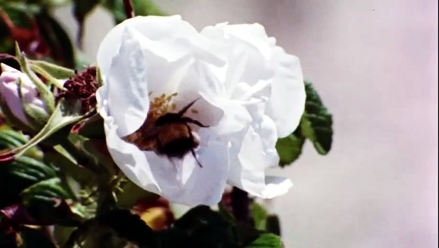 Mary Oliver Saved By The Beauty Of The World Trailer
