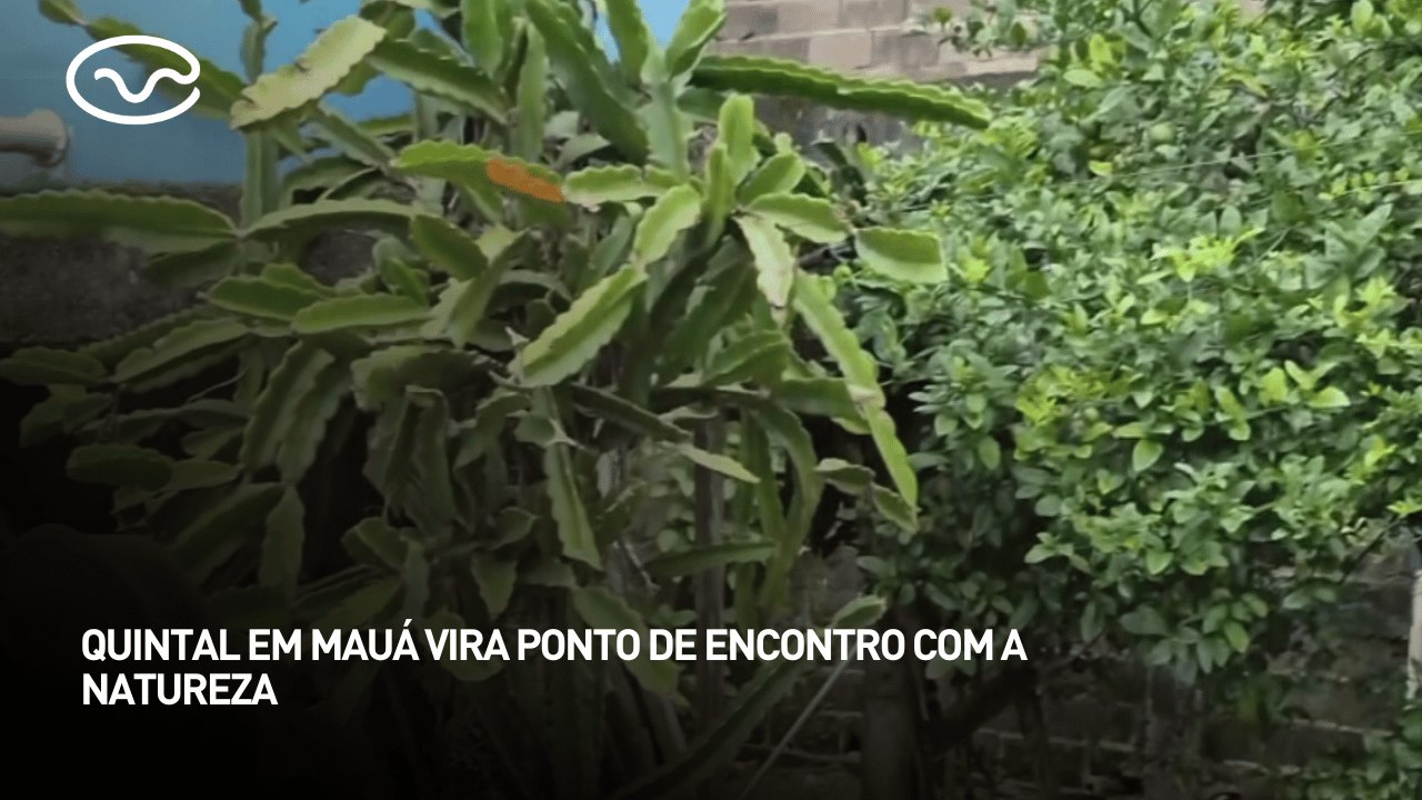 Quintal em Mauá vira ponto de encontro com a natureza