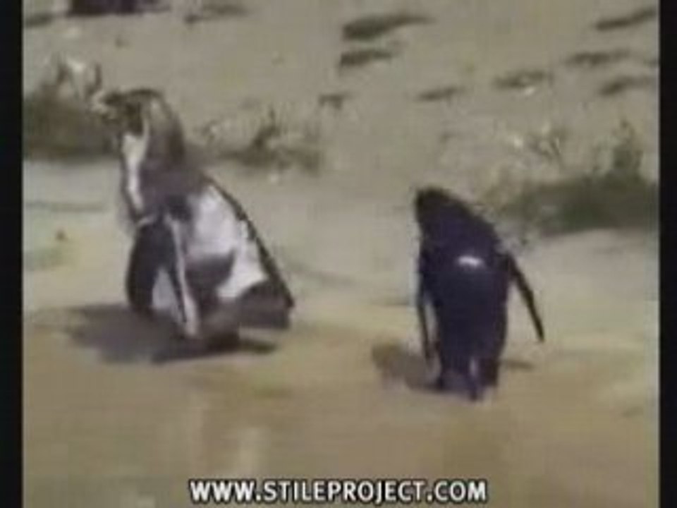 Pingouin tecktonik