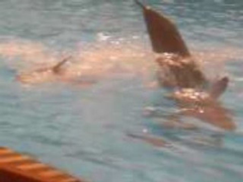 spectacle des dauphins à astérix