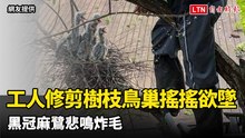 畫面曝光！工人修剪樹枝鳥巢搖搖欲墜 黑冠麻鷺悲鳴炸毛