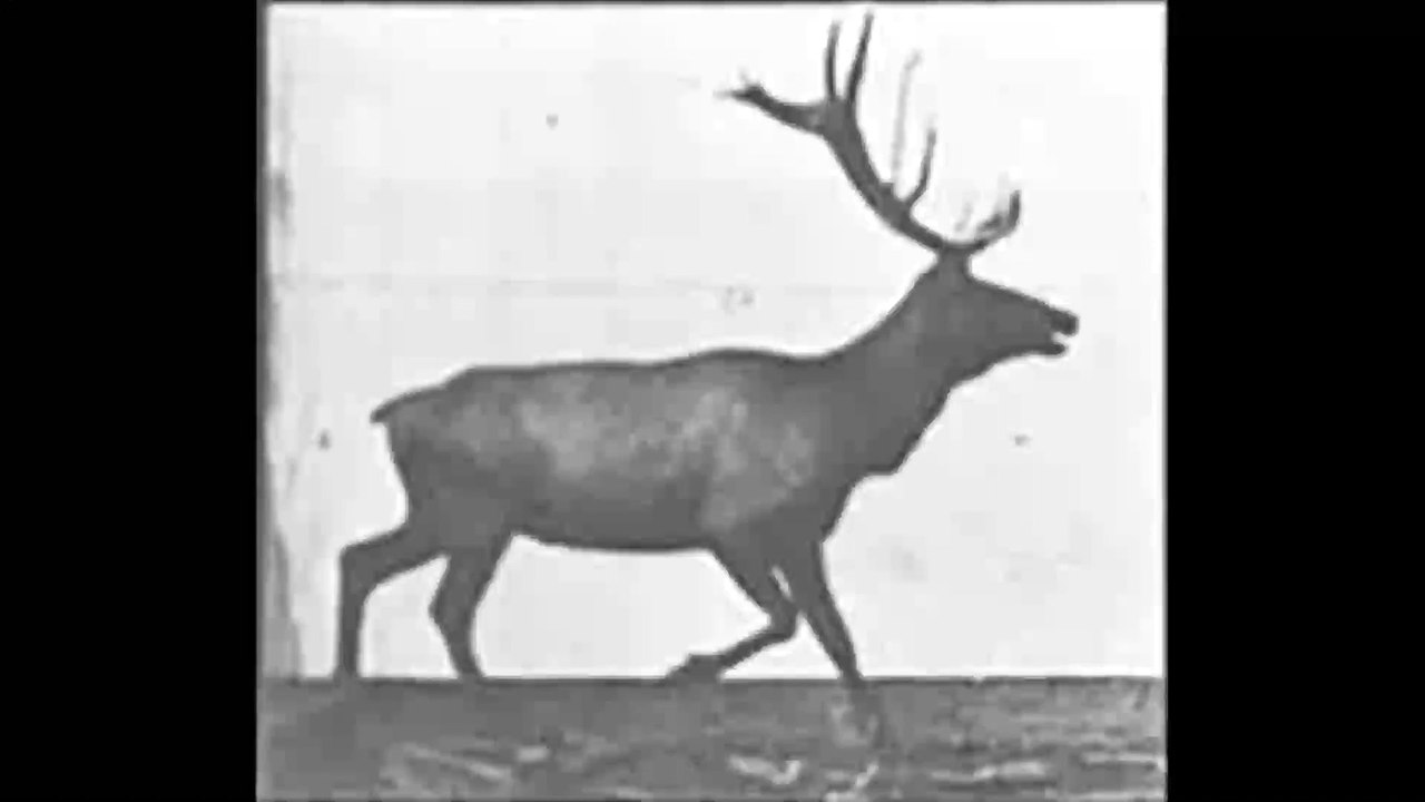 Deer Walking (1887) Eadweard Muybridge