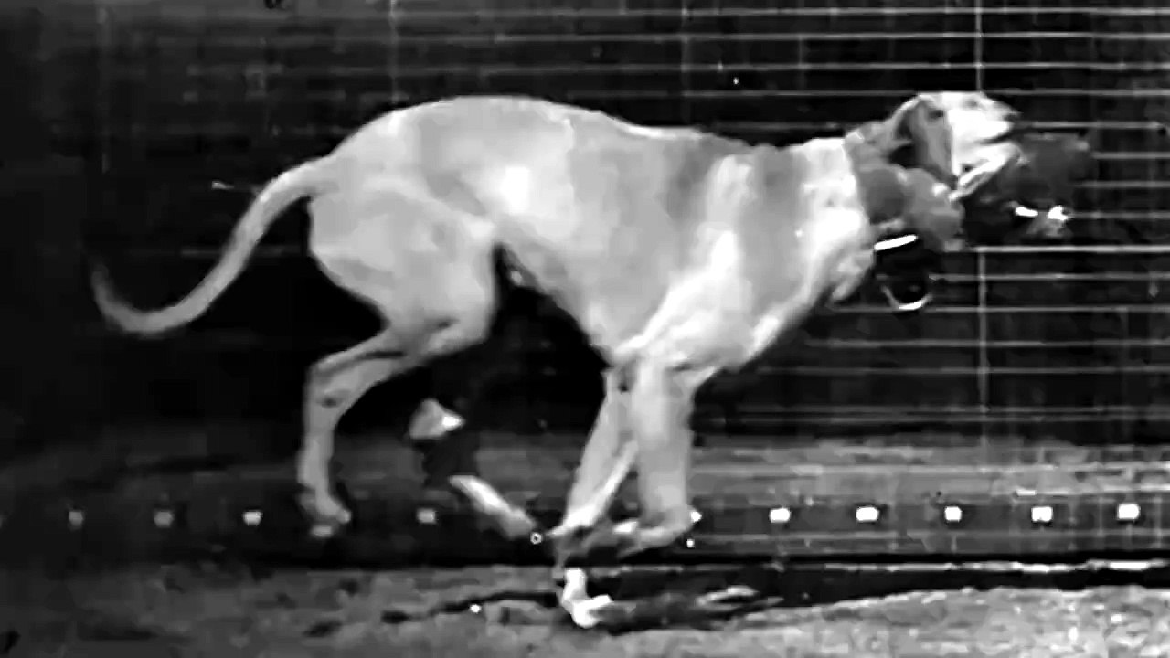 Dog Running - sideview (1887) Eadweard Muybridge
