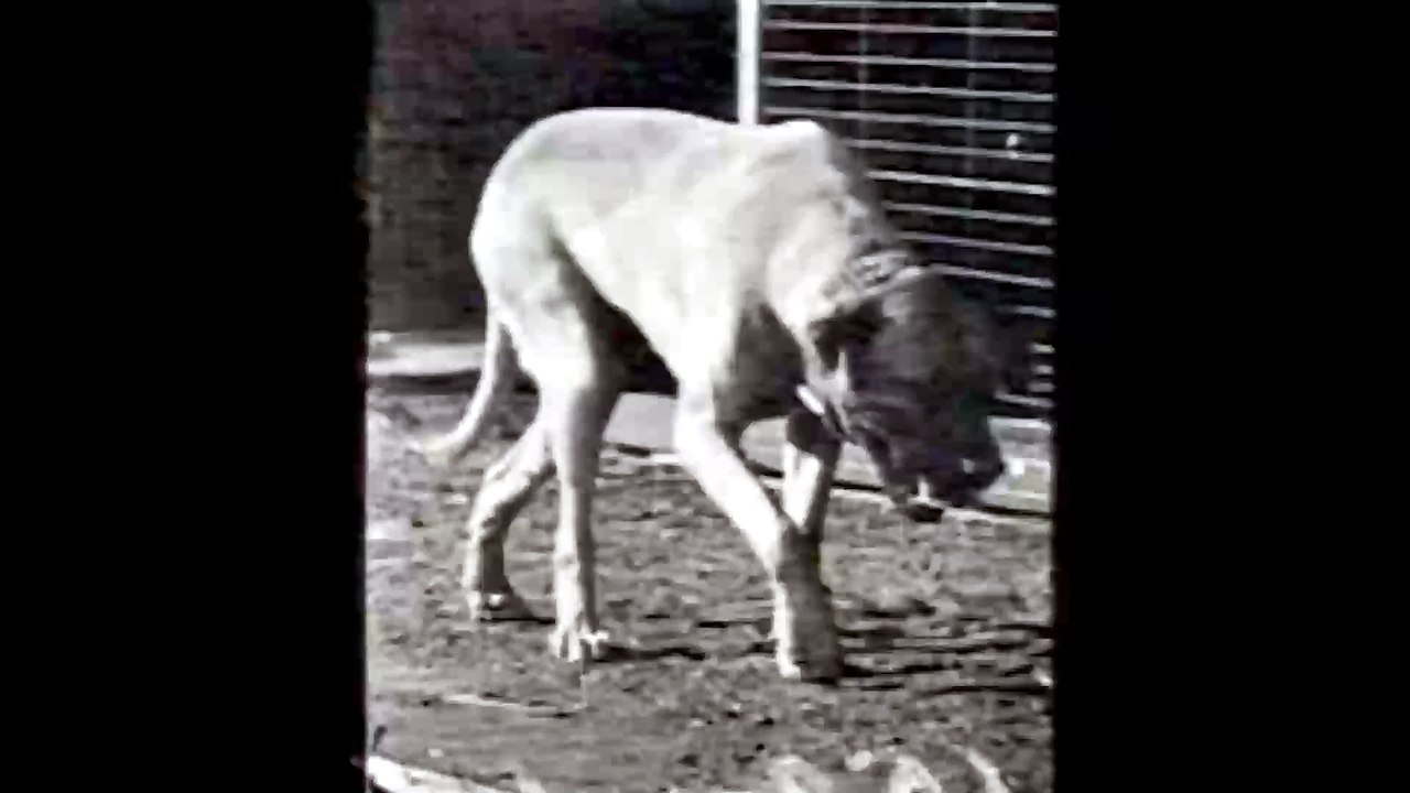 Dog Walking and Turning Head (1887) Eadweard Muybridge