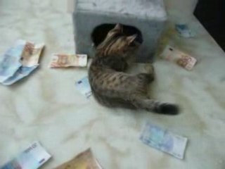 mon chat joue avec de l'argent
