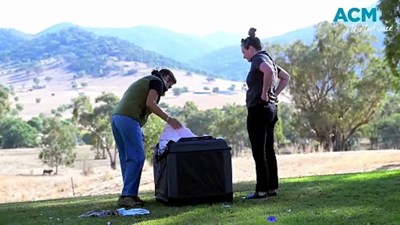 Eagle release in Tamworth