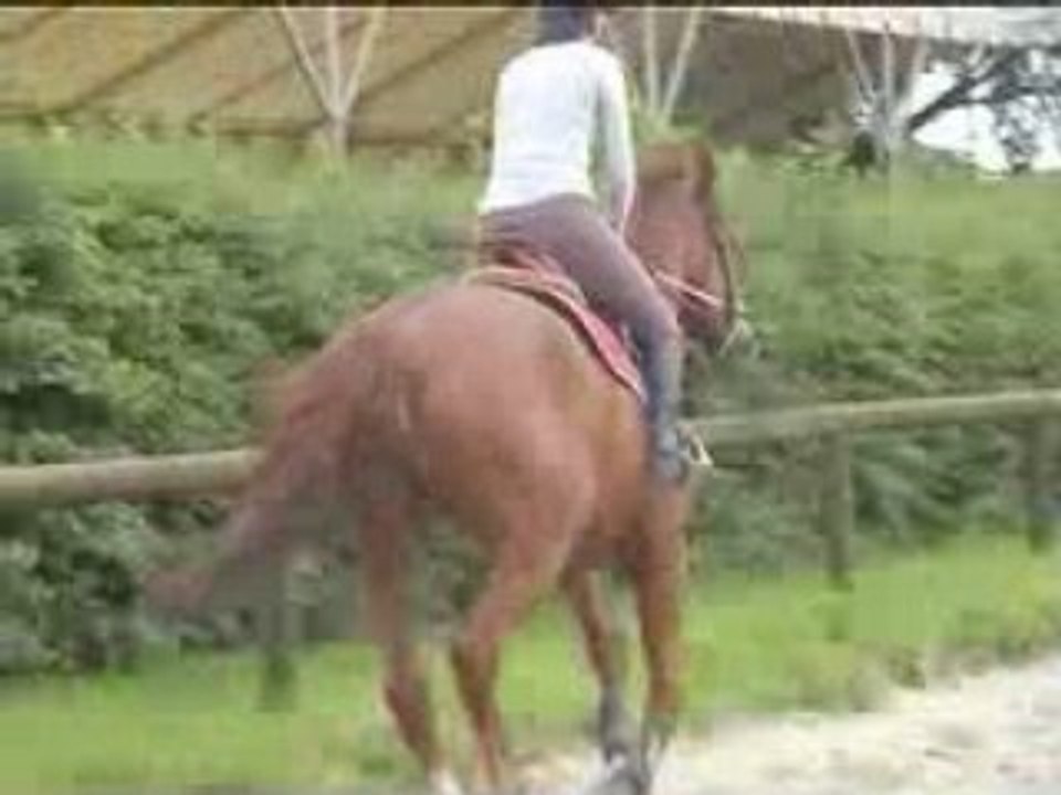 Cheval Kama - 10 ans