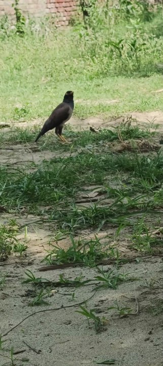 🐦 Birds maina form their nest