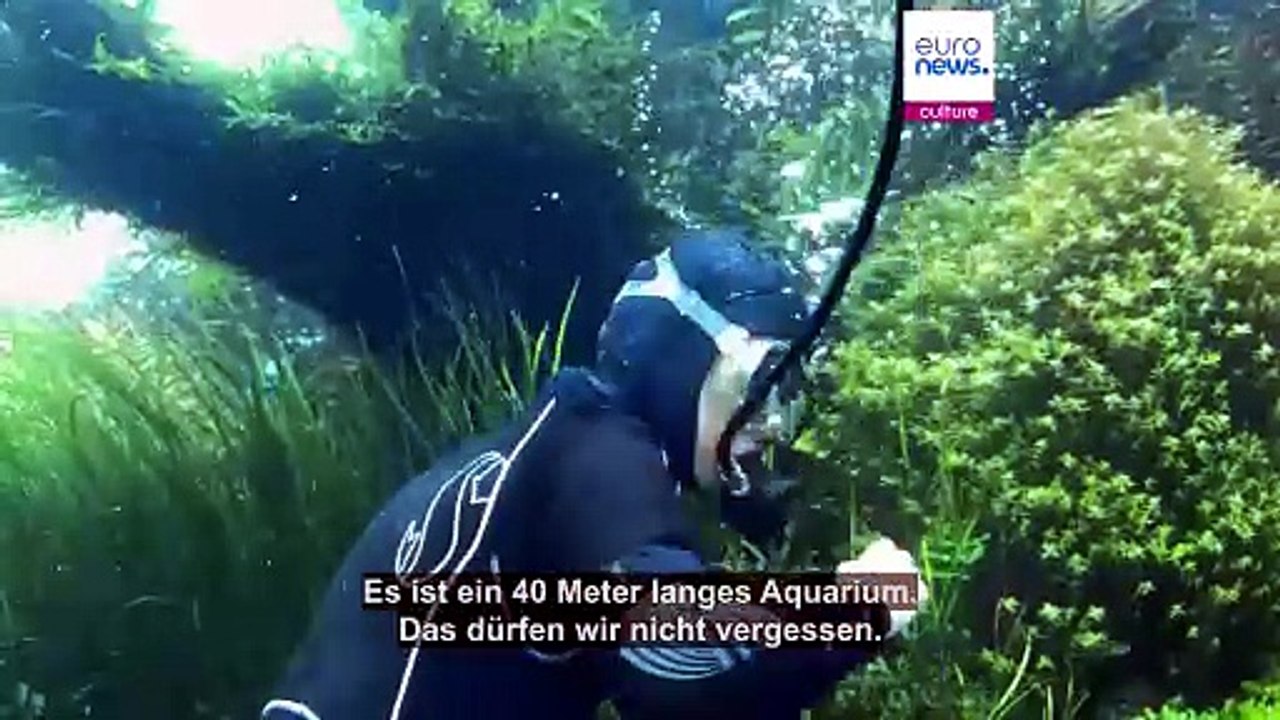 Ikonisch: Lissabons Ozeanarium verabschiedet sich von seinen "Unterwasserwäldern"