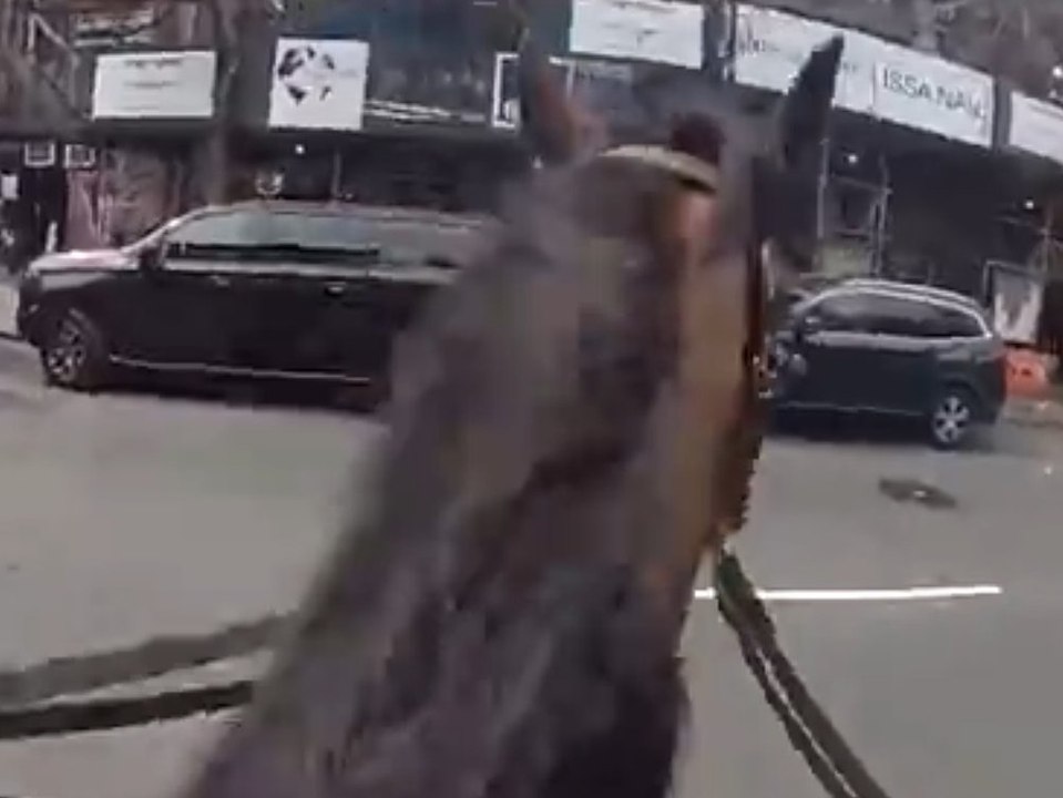 Einsatz hoch zu Ross: Polizist und Pferd verfolgen Diebin in New York