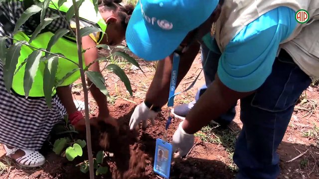 Région- Séguéla / Une opération de plantation d’arbres dans 20 écoles lancée à Siakasso