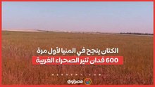الكتان ينجح في المنيا لأول مرة.. 600 فدان تنير الصحراء الغربية