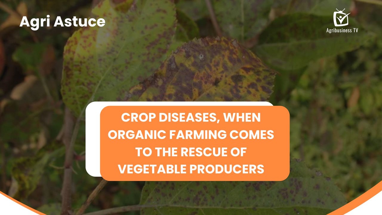 Agri Astuce : Crop diseases, when organic farming comes to the rescue of vegetable producers