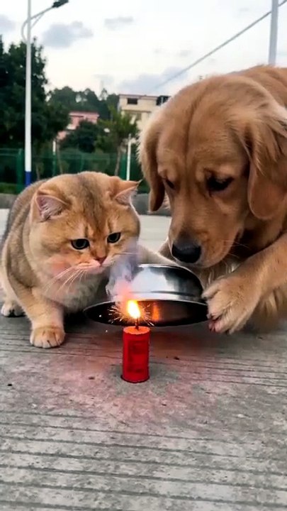 Bu tarz içerikler için takip et 💕••••Bir kadın, son zamanlarda kedisinin ev içinde kaybolur gib