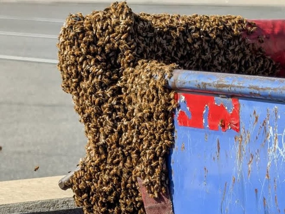 20.000 bienen besetzen gepäckwagen am flughafen