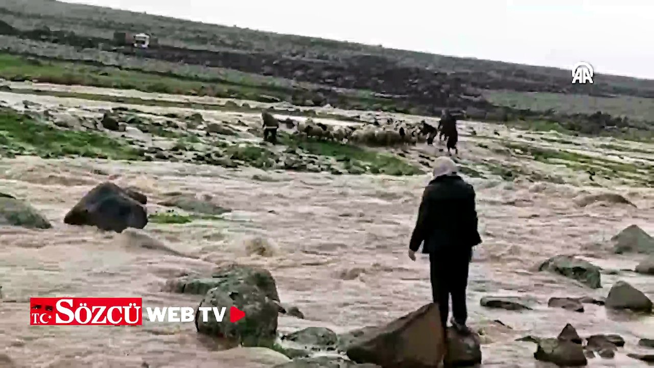 Şanlıurfa'da debisi yükselen derede mahsur kalan çoban ve koyunlar kurtarıldı