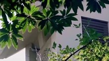 Watch Father's Pushover
