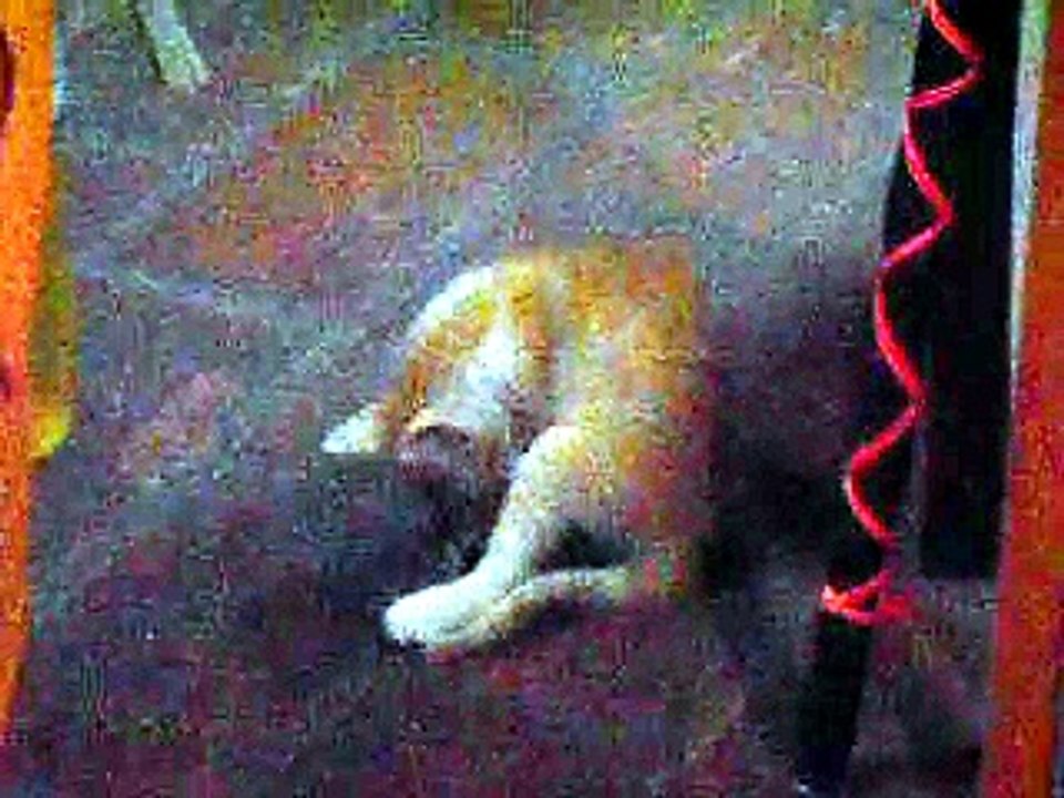 UN GATO EN NUESTRA CASA (28-02-2026)