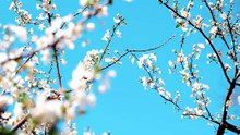 Blooming Cherry Blossom Against Blue Sky