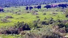 Buffle vs Rhinocéros... on sait qui gagne