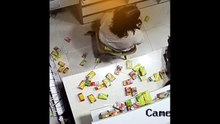 Funniest cat videos #15 #Cat #Animals