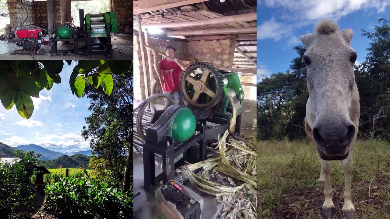Molienda Tradicional en Ecuador_ De la Caña a la Panela _ Traditional Sugar Mill (No Talking ASMR)
