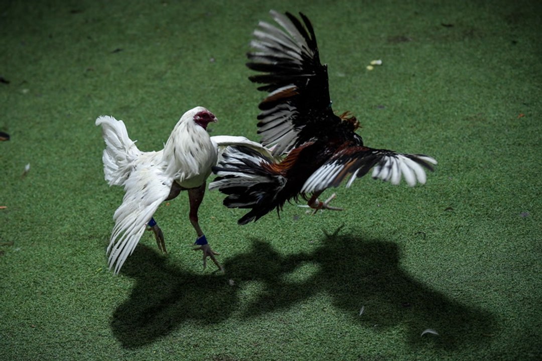 Peleas de gallos, entre la crueldad y el arraigo popular
