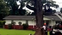 Tree cutting technique.