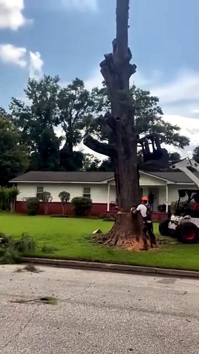 Tree cutting technique.