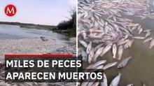 Extraña mortandad masiva de peces preocupa a pobladores en Veracruz