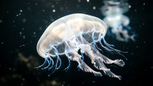 Box Jellyfish Ghost Drift