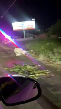 Cavalo morre após acidente em uma das avenidas mais movimentadas de Salvador