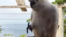 Beautiful cockatoos