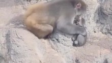 Baby monkey Punch received his first motherly hug from an older monkey