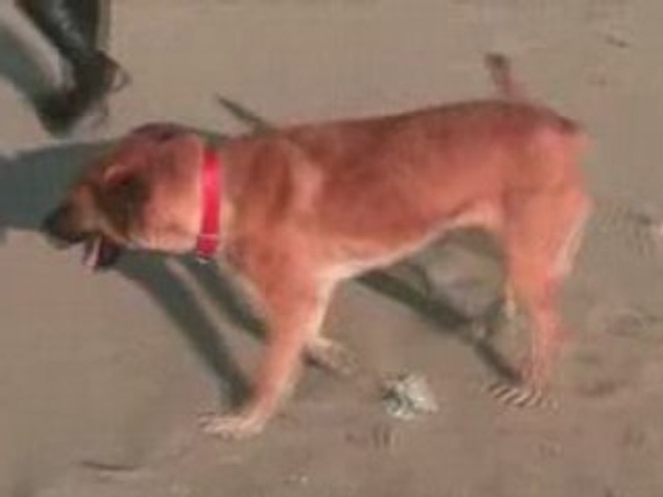 Laika e Jo Jo al mare