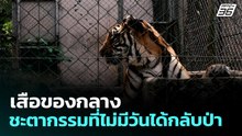 เสือของกลาง ชะตากรรมที่ไม่มีวันได้กลับป่า | ทันข่าวสุดสัปดาห์ | 19 เม.ย. 69