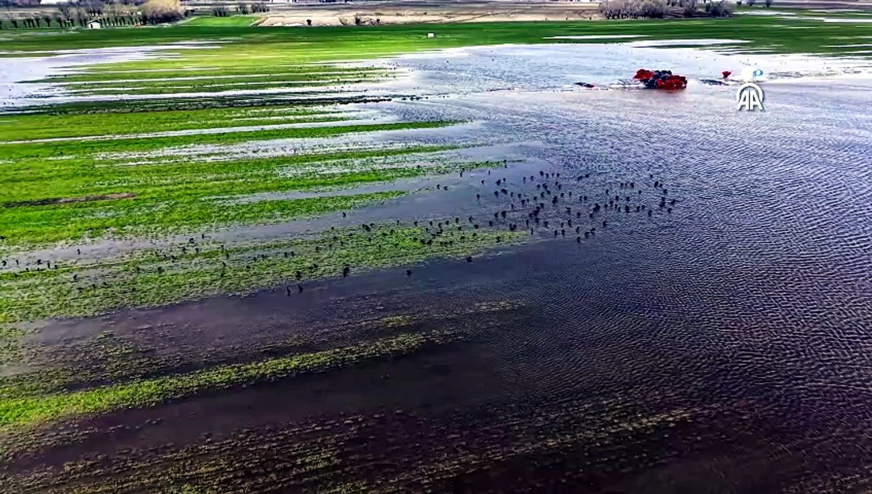 Sivas Hafik’te yağışlarla oluşan sulak alanlar göçmen kuşların yeni durağı oldu